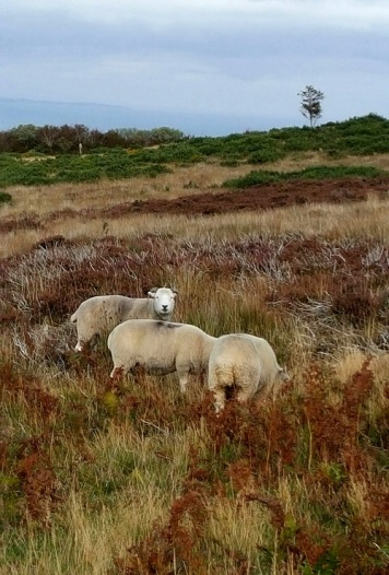 Nieuwsgierige schapen in Exmoor NP